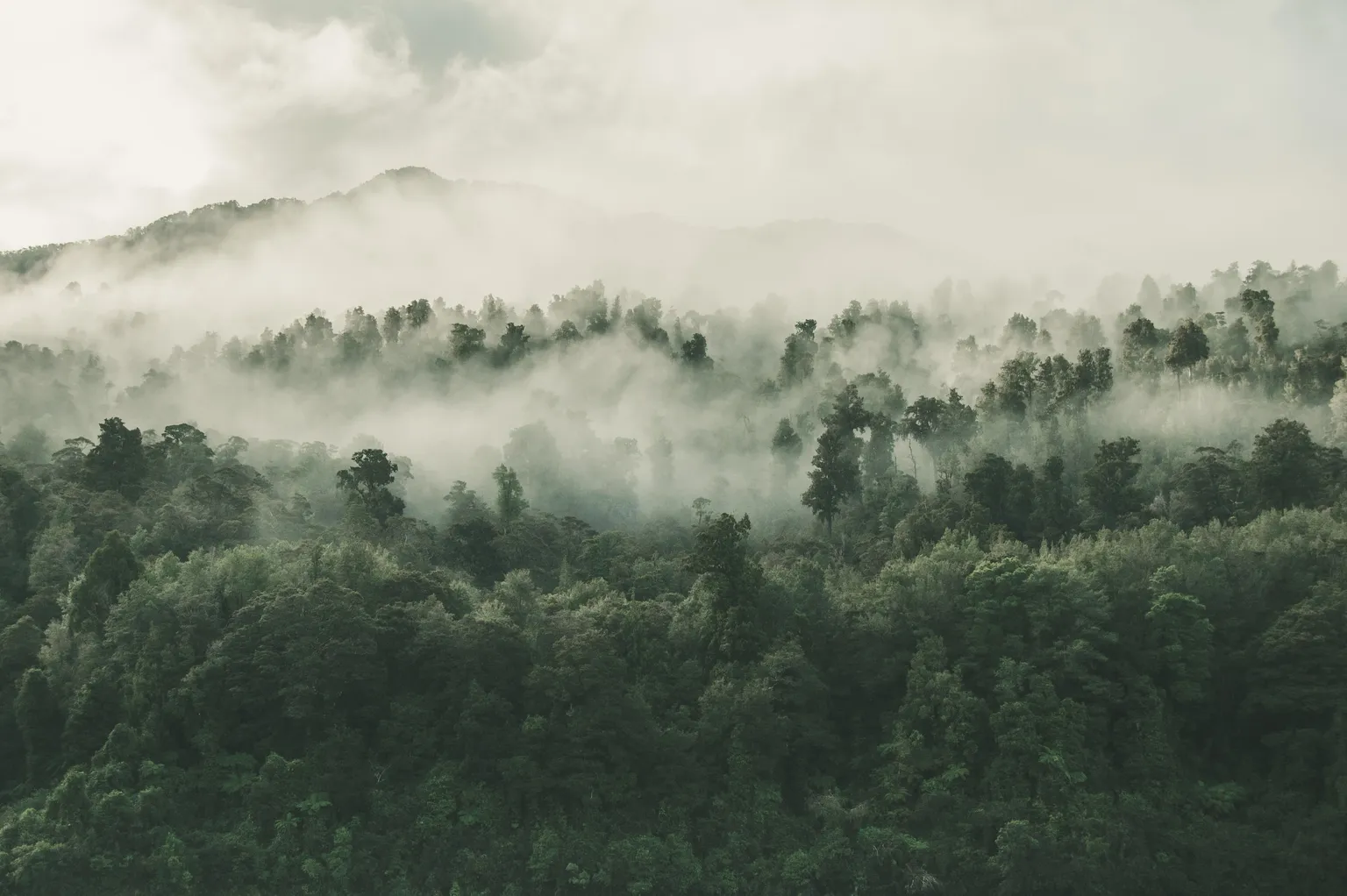 Der Regenwald im Nebel