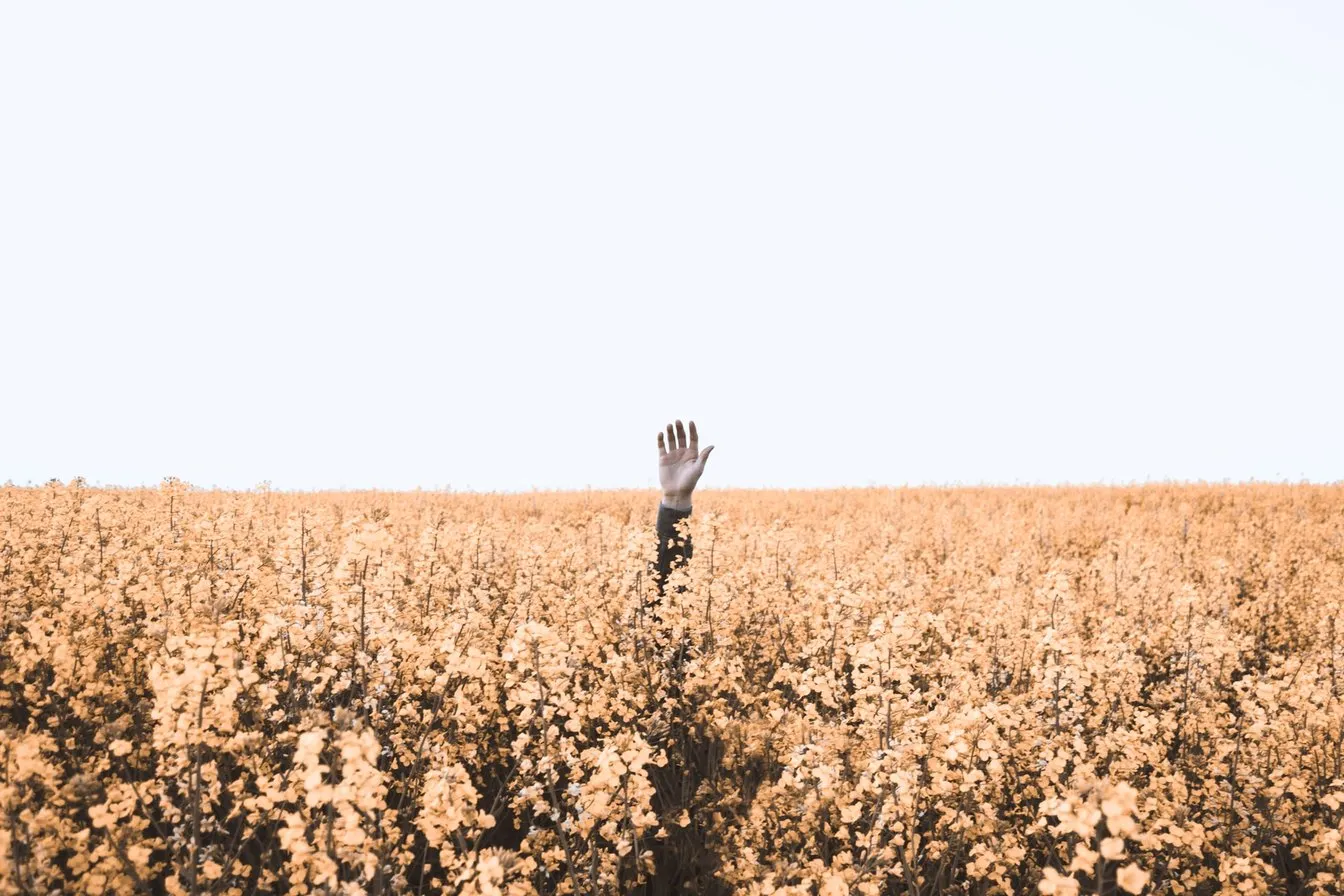 hand-feld