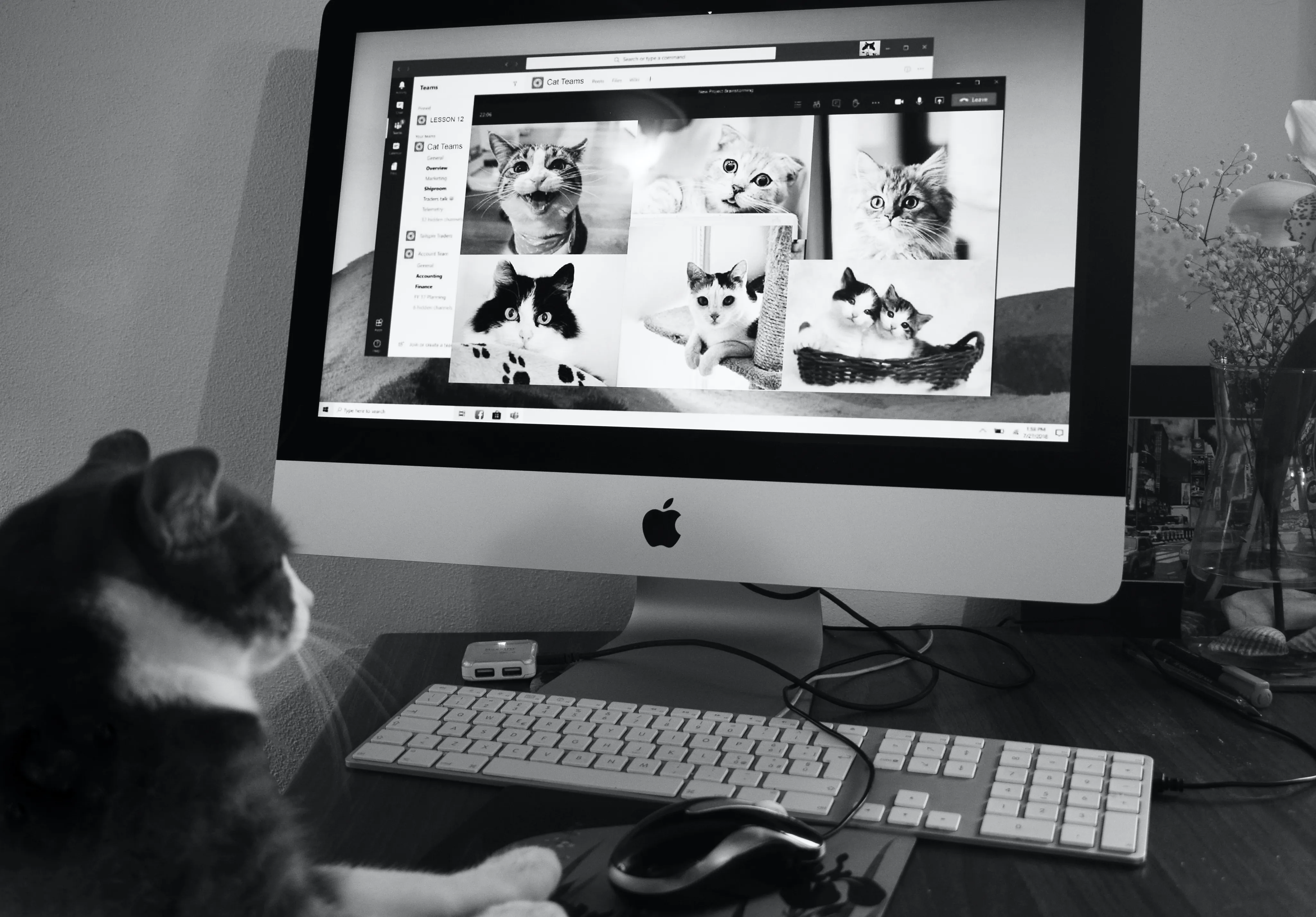 Cat-content-iMac